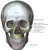 anatomy of the nose front view