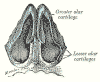 nasal anatomy cartilages diagram