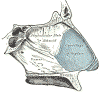 nasal anatomy septum diagram