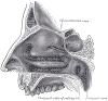 nasal anatomy sinus diagram