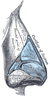 nose cartilages surgery diagram